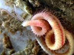 Polydora websteri in a New Zealand Crassostrea gigas oyster, both introduced alien species Polydora websteri in a New Zealand Crassostrea gigas oyster, both introduced alien species