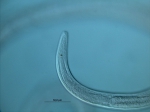 Araeolaimus sp., cervical region Araeolaimus sp., cervical region