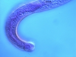 Bolbolaimus sp. Bolbolaimus sp.