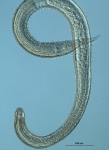 Desmodora campbelli, male Desmodora campbelli, male