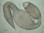 Dracograllus eira Dracograllus eira