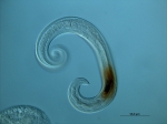 Leptolaimus sp. Leptolaimus sp.