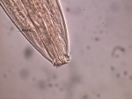 Metachromadora remanei Metachromadora remanei