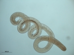 Onyx sp. Onyx sp.