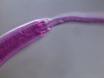 Sphaerolaimus sp. eats Amphimonhystrella sp. Sphaerolaimus sp. eats Amphimonhystrella sp.