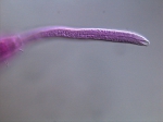 Sphaerolaimus sp. eats Amphimonhystrella sp. Sphaerolaimus sp. eats Amphimonhystrella sp.