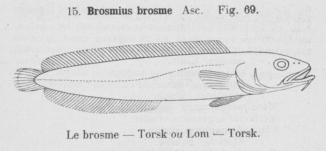 Gilson (1921, fig. 69)