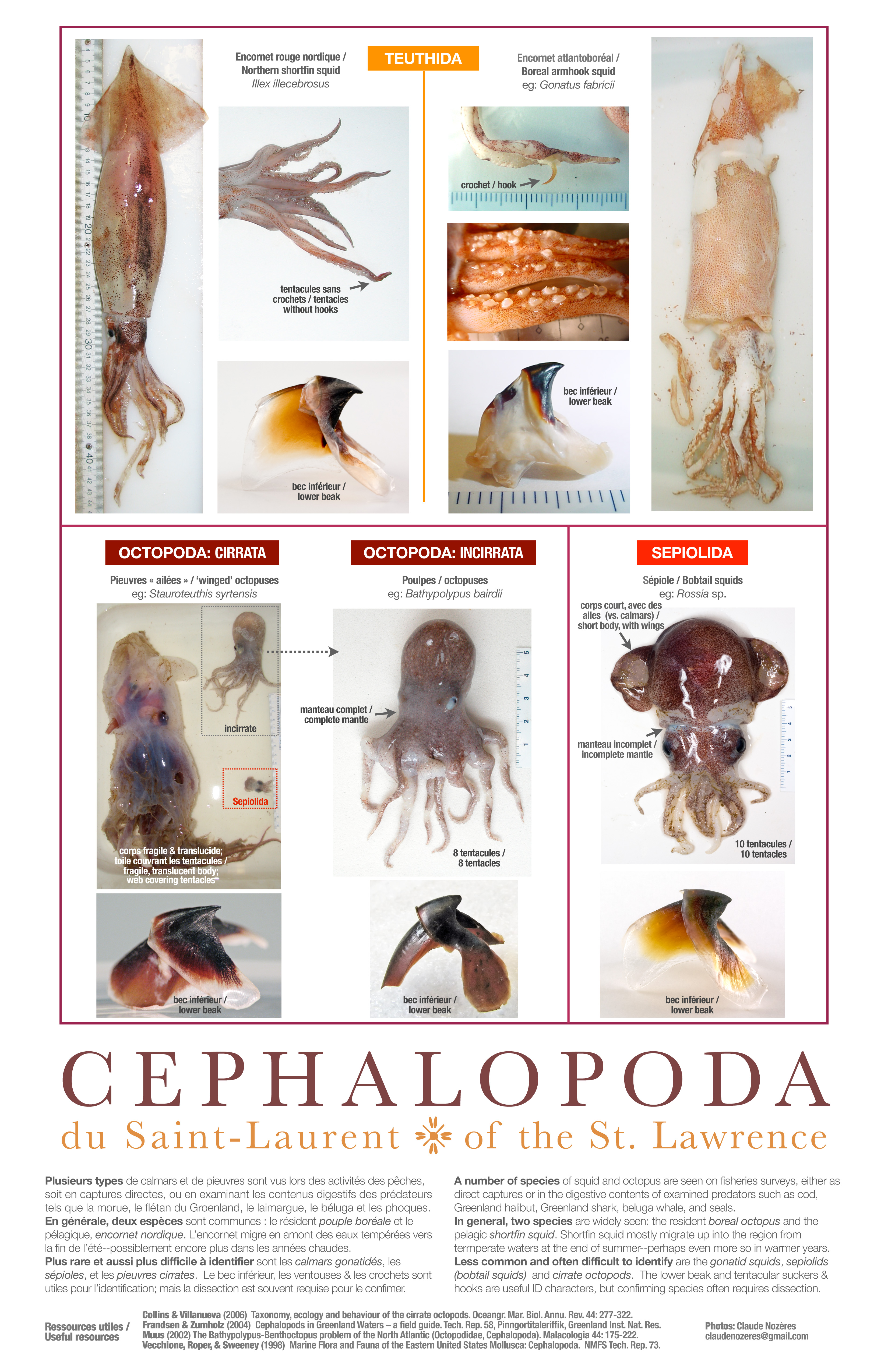 Cephalopods of the St. Lawrence