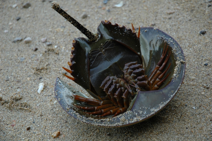 Tachypleus tridentatus (Japanese horseshoe crab)