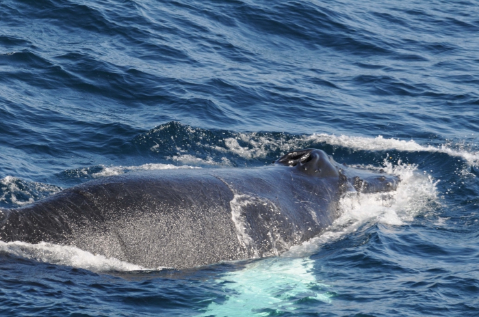 World Cetacea Database