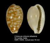 Cribrarula cribraria abaliena