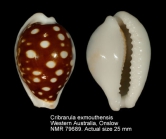 Cribrarula exmouthensis