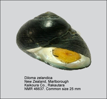 Diloma zelandica
