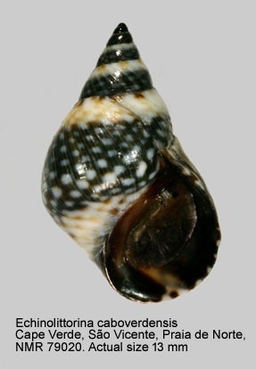 Echinolittorina caboverdensis