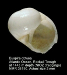 Euspira obtusa