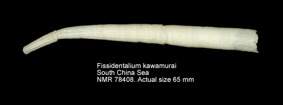 Fissidentalium kawamurai