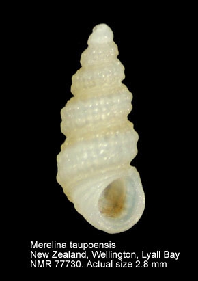 Merelina taupoensis