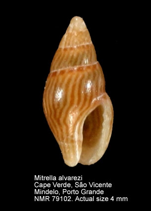 Mitrella alvarezi