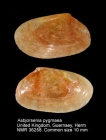 Asbjornsenia pygmaea