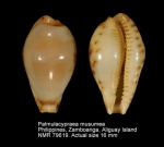Palmulacypraea musumea
