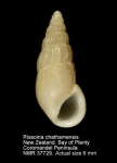 Rissoinidae