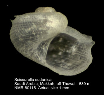 Scissurella sudanica
