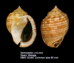 Semicassis undulata