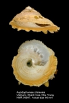 Stellaria chinensis