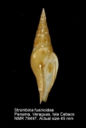 Strombina fusinoidea