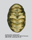 Sypharochiton pelliserpentis