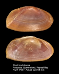 Phylloda foliacea