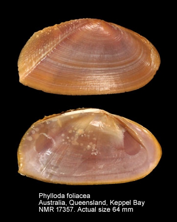 Phylloda foliacea