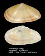 Moerella guildingii