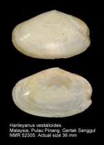 Hanleyanus vestalioides