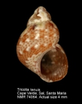 Tricolia tenuis