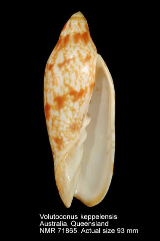 Volutoconus keppelensis