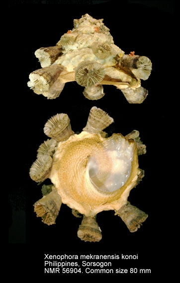 Xenophora (Xenophora) mekranensis konoi