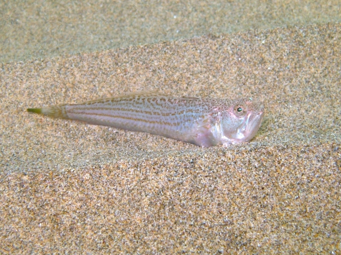 Echiichthys vipera Echiichthys vipera