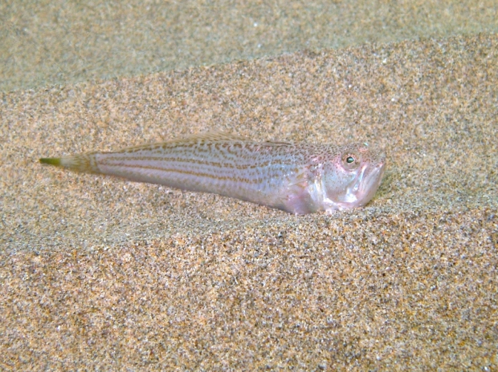 Echiichthys vipera