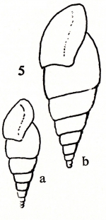 Rissoina scalata occidentalis Gougerot & Le Renard, 1978