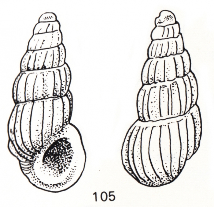 Rissoina vanderspoeli De Jong & Coomans, 1988 Rissoina vanderspoeli De Jong & Coomans, 1988