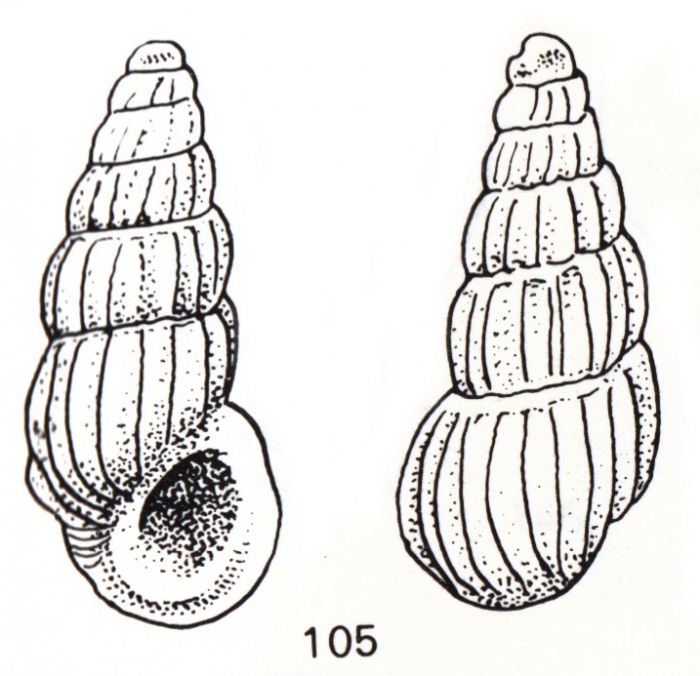 Rissoina vanderspoeli De Jong & Coomans, 1988