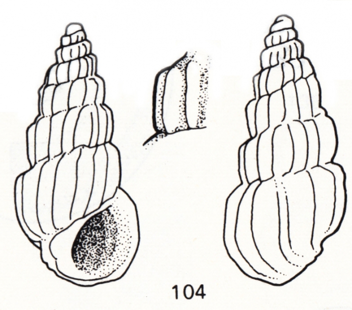 Rissoina vanpeli De Jong & Coomans, 1988