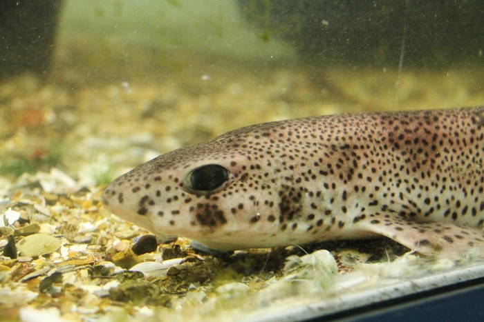 Lesser spotted dogfish - Scyliorhinus canicula Lesser spotted dogfish - Scyliorhinus canicula