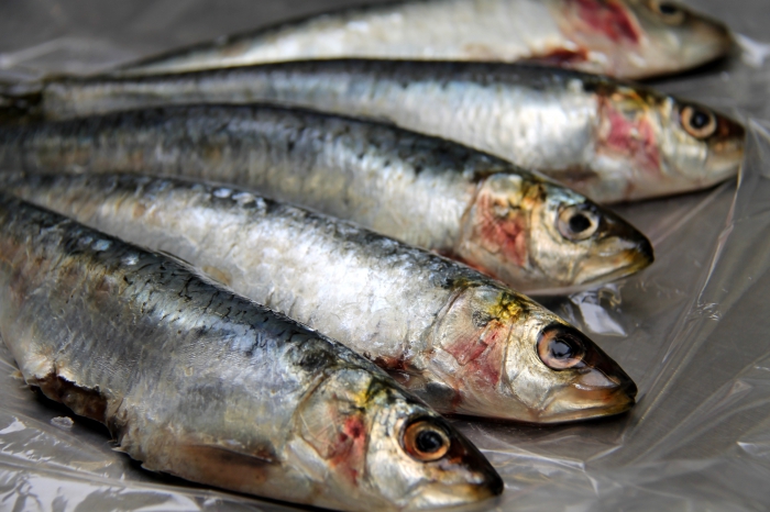 Sardine Sardine