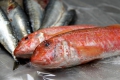 Red Mullet - Mullus surmuletus