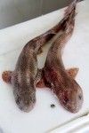 Lesser spotted dogfish - Scyliorhinus canicula