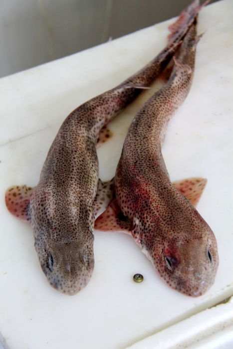 Lesser spotted dogfish - Scyliorhinus canicula Lesser spotted dogfish - Scyliorhinus canicula