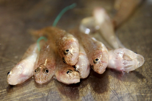 Gobies - Pomatoschistus spp.