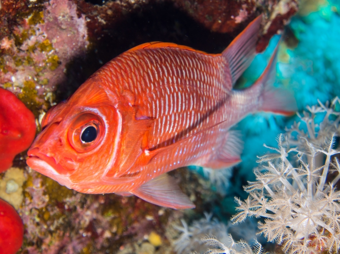 Sargocentron caudimaculatum Sargocentron caudimaculatum